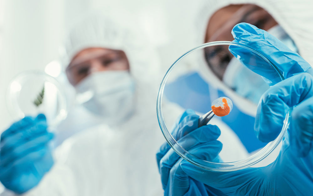 Vista de &acirc;ngulo baixo de dois cientistas em trajes completos de prote&ccedil;&atilde;o (macac&atilde;o branco, m&aacute;scaras faciais e &oacute;culos de seguran&ccedil;a). O cientista em primeiro plano est&aacute; segurando uma placa de Petri com luvas azuis, usando uma pin&ccedil;a para apresentar uma pequena subst&acirc;ncia laranja e avermelhada em um disco transparente. Seus olhos s&atilde;o vis&iacute;veis atrav&eacute;s dos &oacute;culos. O segundo cientista est&aacute; desfocado ao fundo, segurando outra placa de Petri com uma pequena folha verde. A ilumina&ccedil;&atilde;o &eacute; brilhante e cl&iacute;nica, vindo de cima.